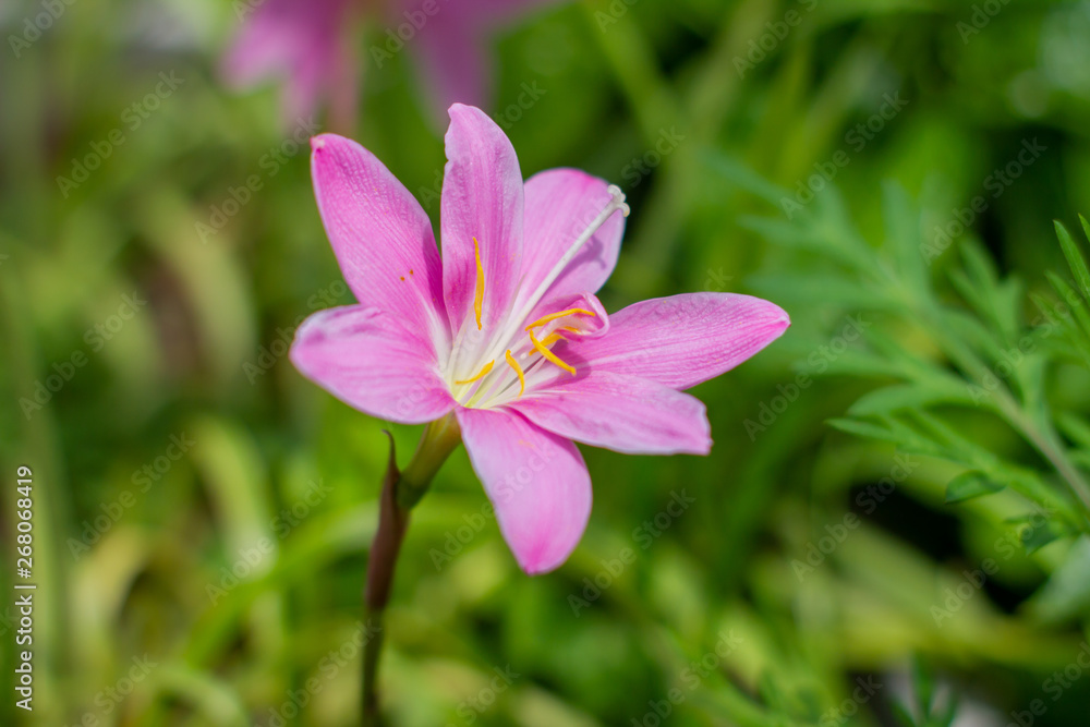 Zephyranthes flower beautiful