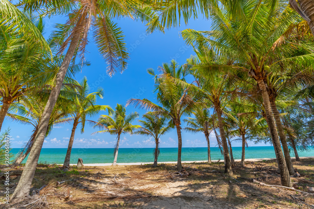 Coconut Palm trees on white sandy beach and  blue sky in south of Thailand