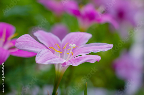 Zephyranthes flower beautiful