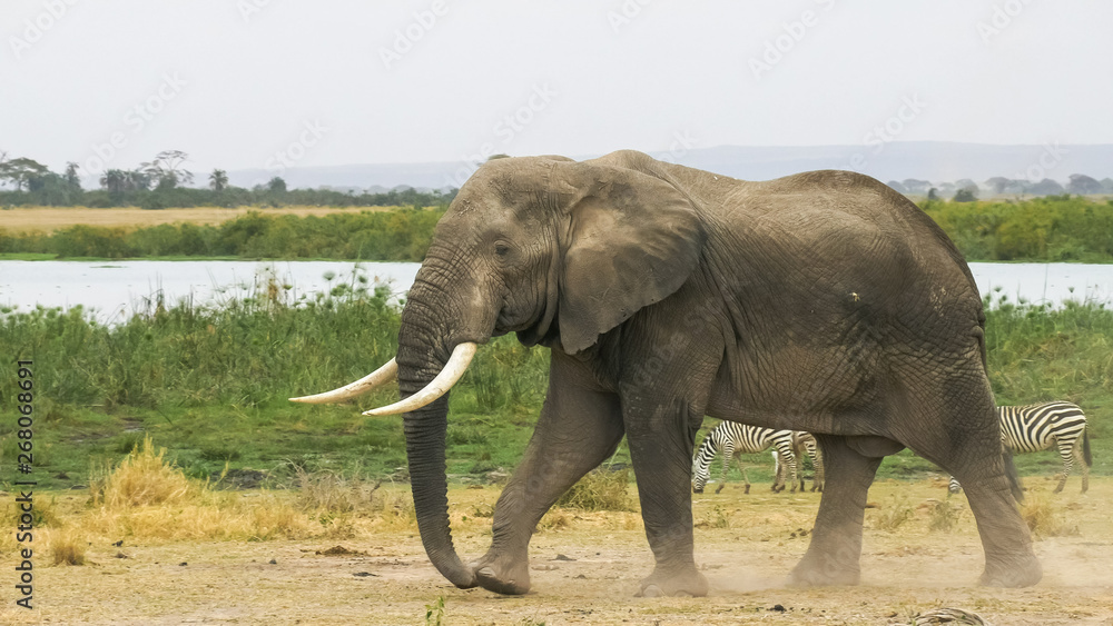 a large bull elephant at amboseli national park
