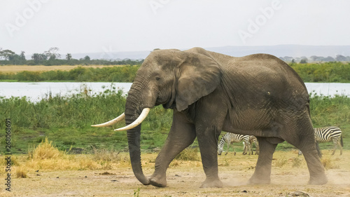 a large bull elephant at amboseli national park