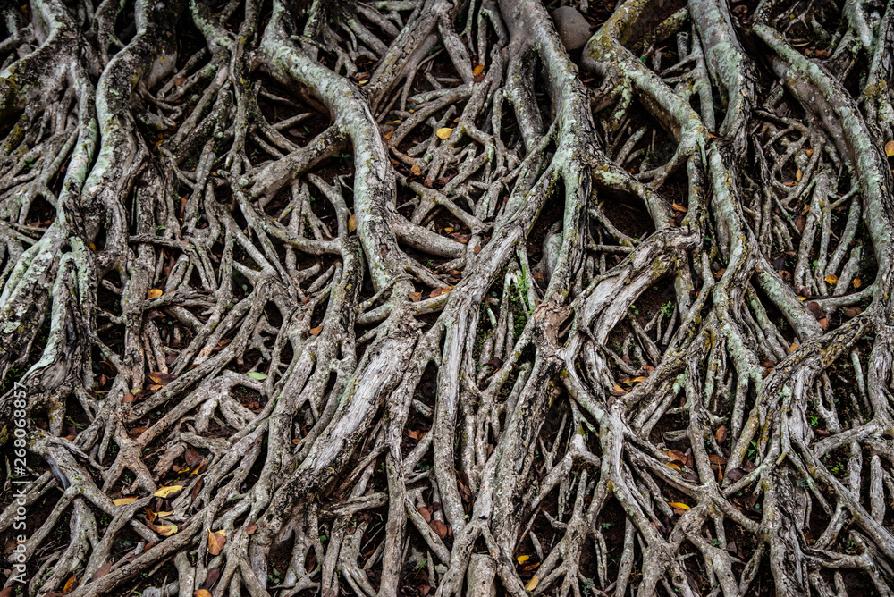 roots of trees in forest.