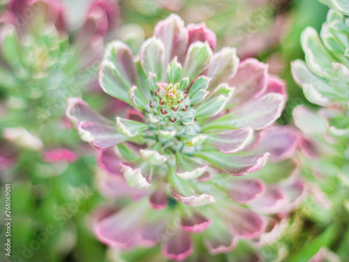 Sempervivum calcareum  A hardy species from the French Alps known for its distinctive coloring and vigor. This type is a lovely blue-green with dark tips and flushes purple in winter.