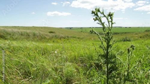 Green prickly thistle sways in the wind in a spacious summer field