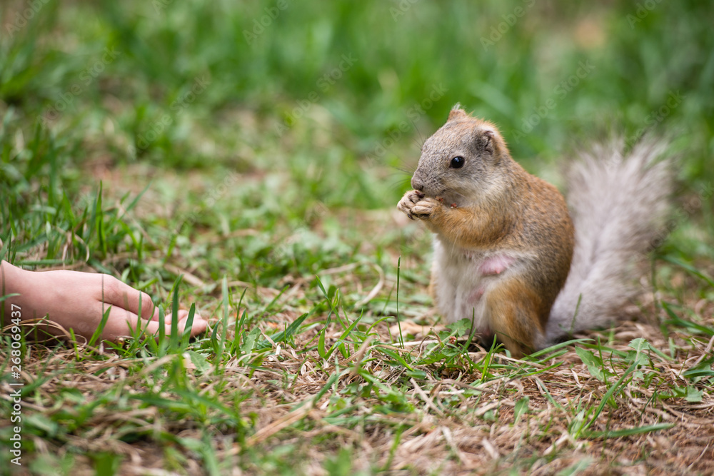 Girl feeding squirrel in the park. Pregnant squirrel takes the food out of hand. The concept of feeding and care. Kindness and care for animals. Girl feeding squirrel in the park. Pregnant squirrel takes the food out of hand. The concept of feeding and care. Kindness and care for animals.