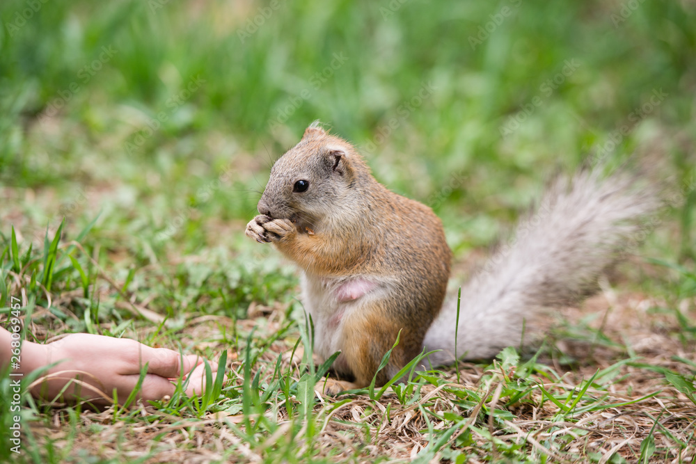 Girl feeding squirrel in the park. Pregnant squirrel takes the food out of hand. The concept of feeding and care. Kindness and care for animals. Girl feeding squirrel in the park. Pregnant squirrel takes the food out of hand. The concept of feeding and care. Kindness and care for animals.