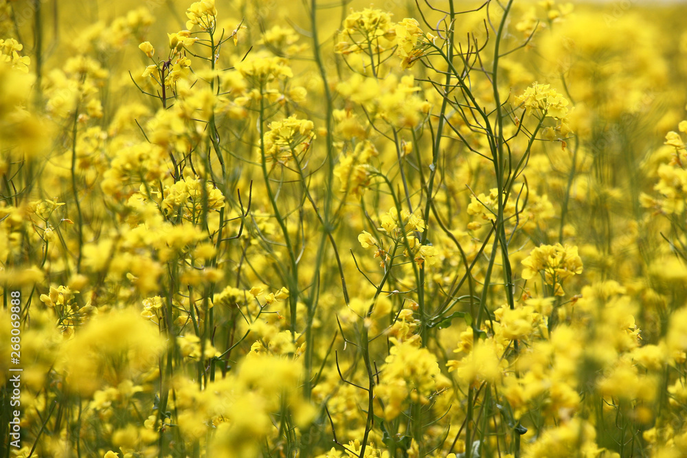 Yellow flowers and green escapes create a bright unique background of the rape field. Yellow flowers and green escapes create a bright unique background of the rape field.