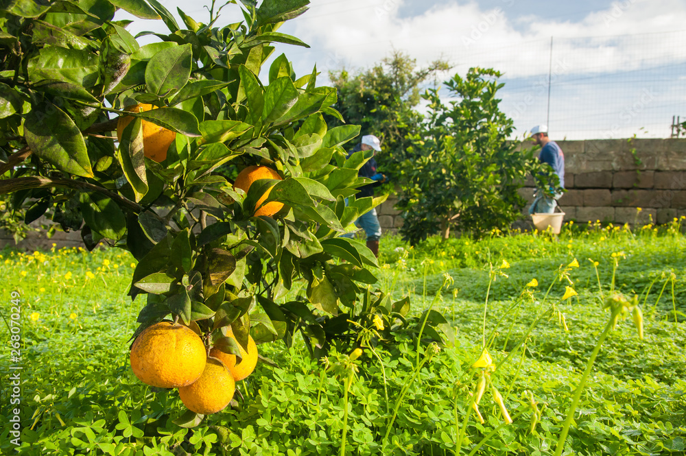 Closeup view of navel oranges on the tree of a grove during harvest time in SIcily