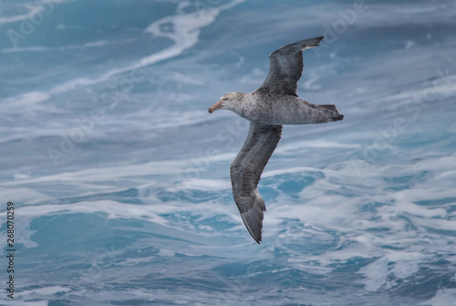 Southern Giant Petrel