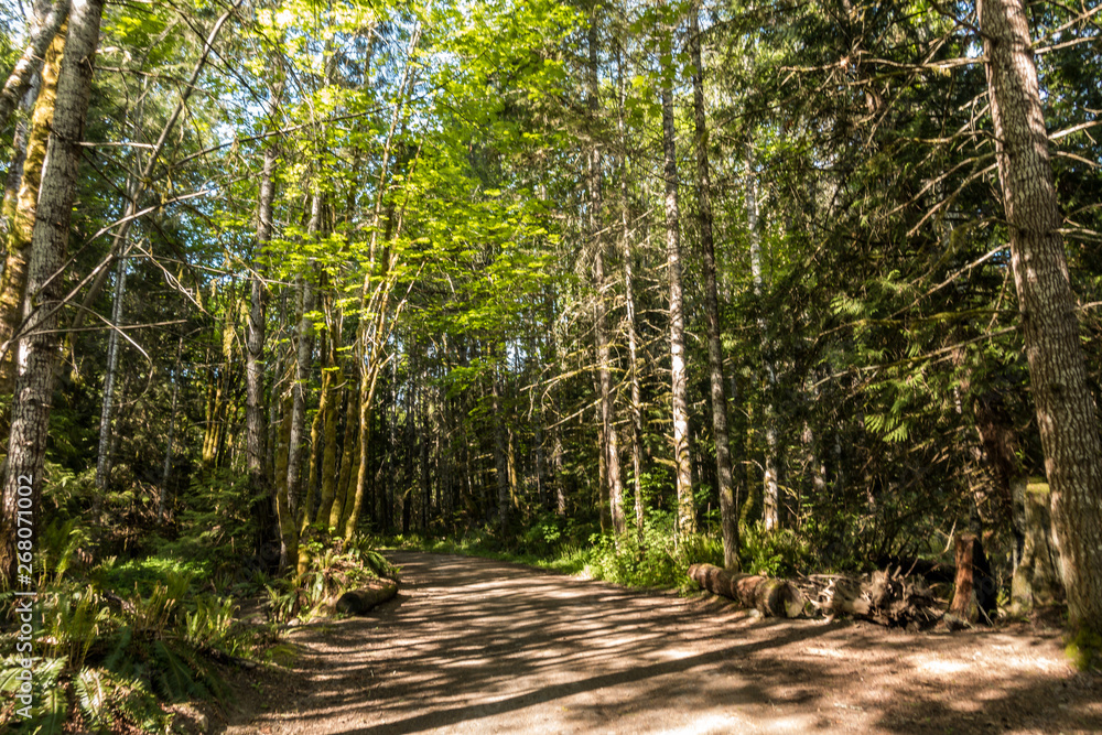trail inside forest with dense tall trees on both sides and sun light shine through the branches trail inside forest with dense tall trees on both sides and sun light shine through the branches