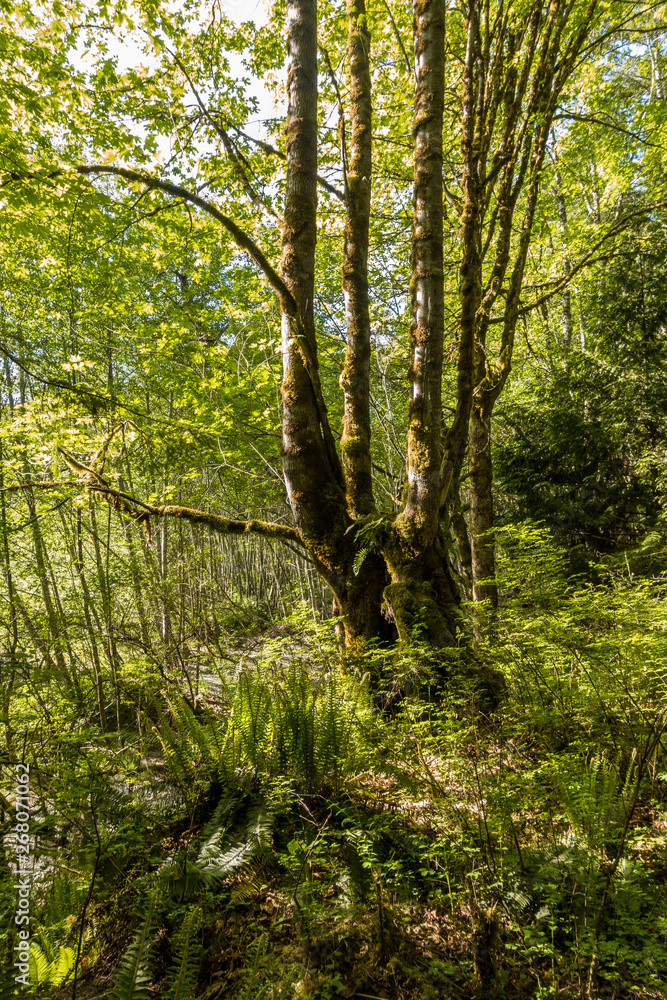 green moss covered trees inside forest on a sunny day green moss covered trees inside forest on a sunny day