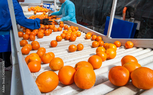 The working of citrus fruits: The manual selection of fruits: a worker ckecking oranges to reject the seconde-rate ones photo