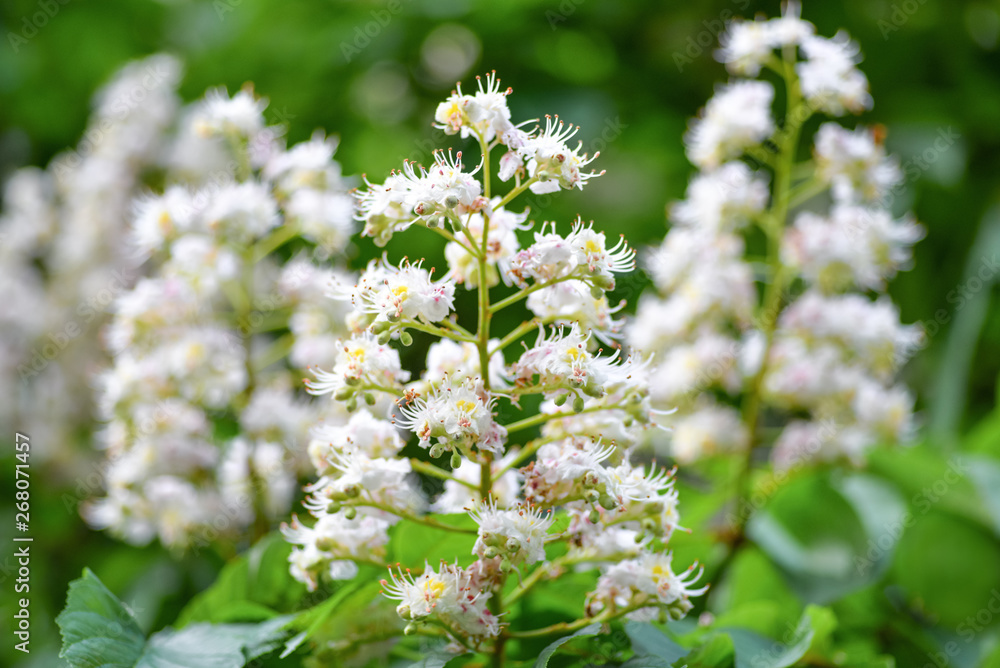 Blossoming chestnut tree. Spring background Blossoming chestnut tree. Spring background