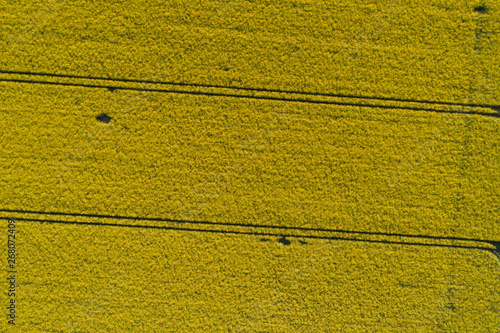 Wallpaper Mural Drones flight and aerial view over a rape field Torontodigital.ca