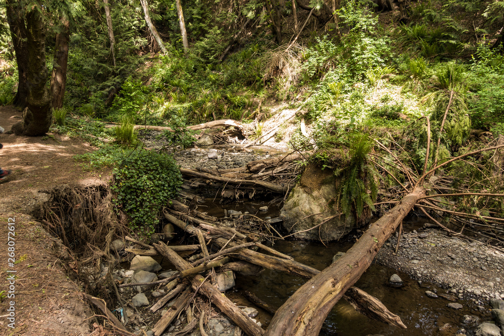 shallow stream run through rocky creek deep inside forest in a park with dense bushes and falling tree trunks on the ground shallow stream run through rocky creek deep inside forest in a park with dense bushes and falling tree trunks on the ground