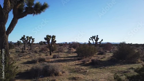 Joshua Trees