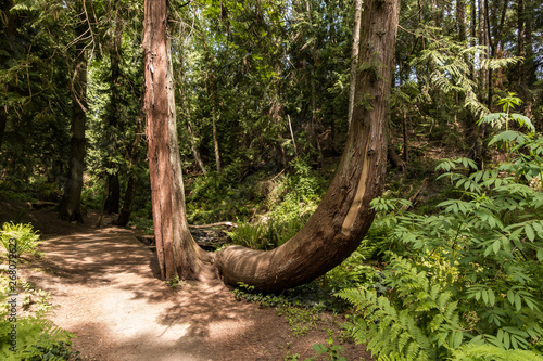 tree inside dense forest under the sun with unique curved trunks and branches