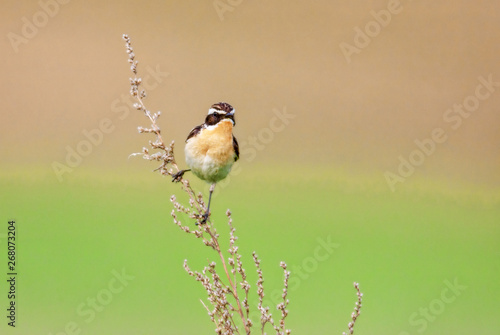 Stonechat. Stonechats are robin sized birds. photo