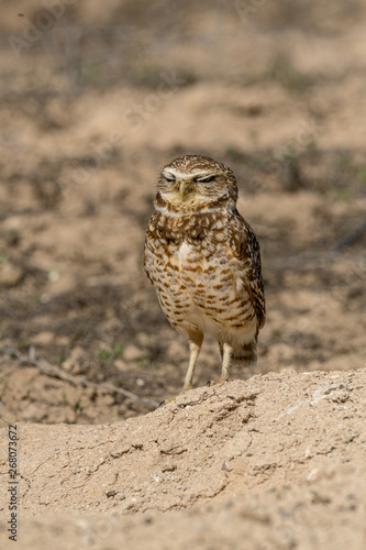 Burrowing Owl poses near it's burrow