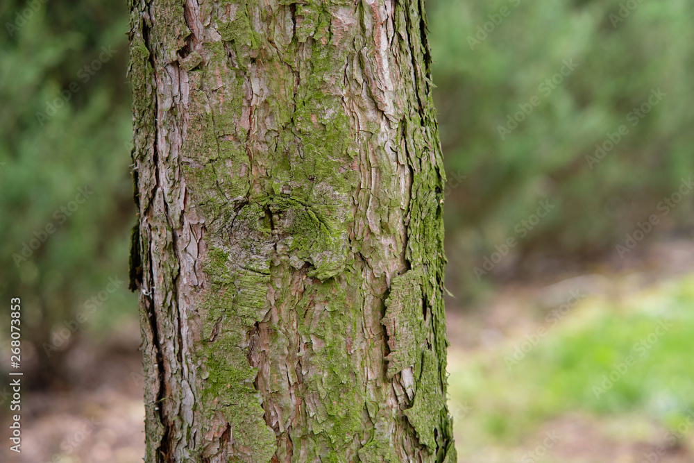 Obraz premium pień sosny