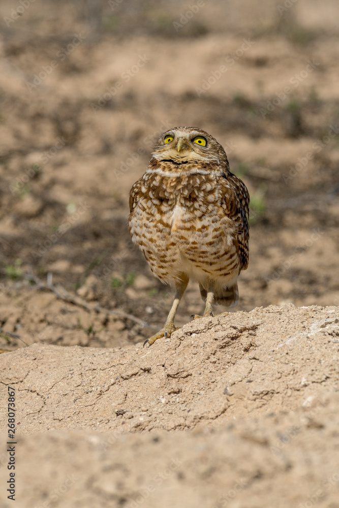 Fototapeta premium Burrowing Owl poses near it's burrow