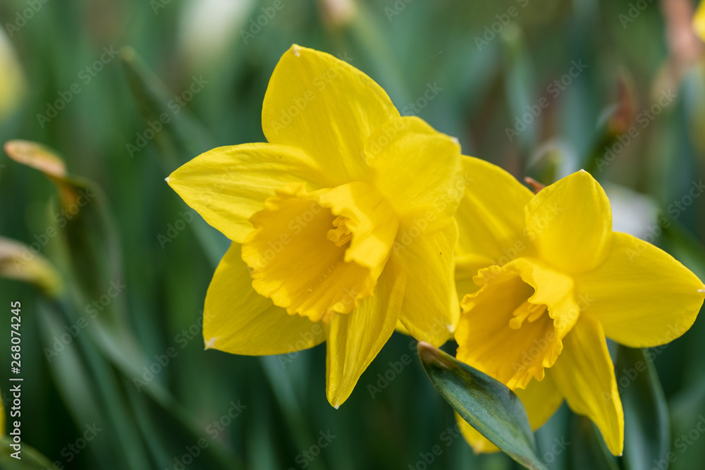 Brightly yellow inflorescences of spring flowers of narcissuses against the background of gently green leaves in sunny spring day. Soft focus. Brightly yellow inflorescences of spring flowers of narcissuses against the background of gently green leaves in sunny spring day. Soft focus.