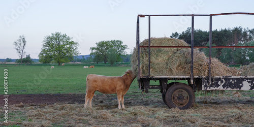 Bild auf Leinwand Cow eats hay from trailer on green meadow in front of blue sky in Brandenburg, G