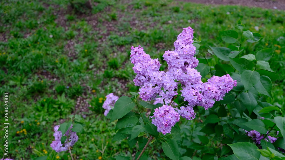 Obraz premium bushes flowering terry lilac