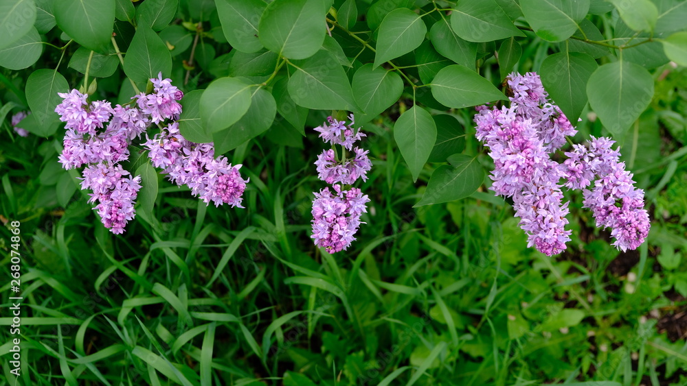 bushes flowering terry lilac bushes flowering terry lilac