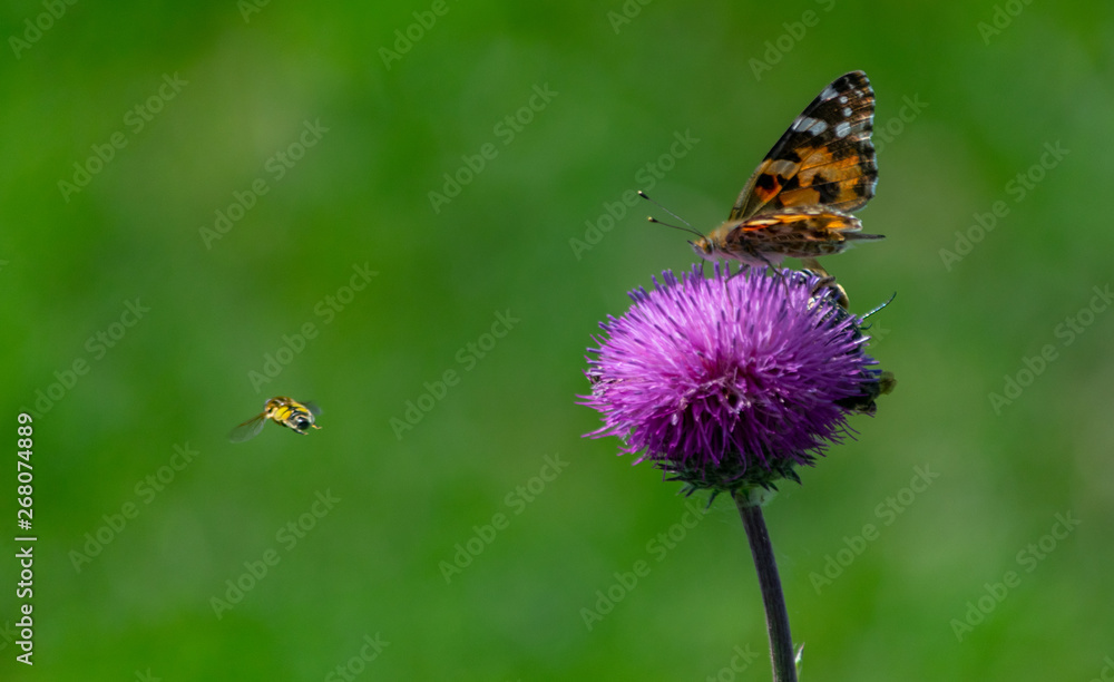 butterfly on a flower