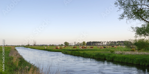 Cows graze on green meadow next to river during sunrise against blue sky