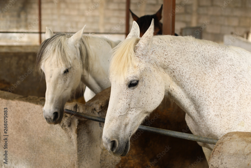 Fototapeta premium Horses in a stable