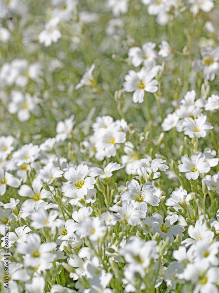 Filziges Hornkraut, Cerastium tomentosum, Blüten Filziges Hornkraut, Cerastium tomentosum, Blüten