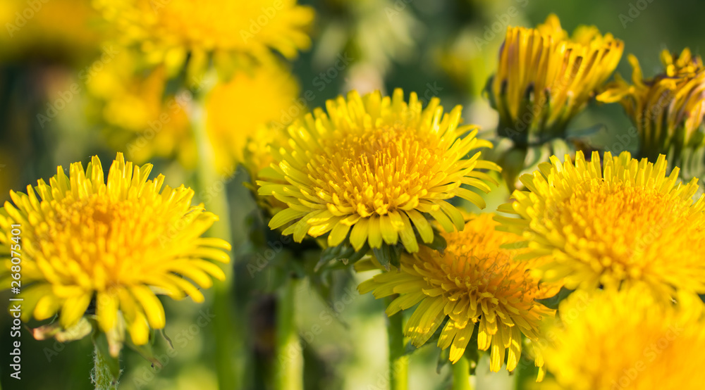 Fototapeta premium Yellow dandelions. Bright flowers dandelions on the field.