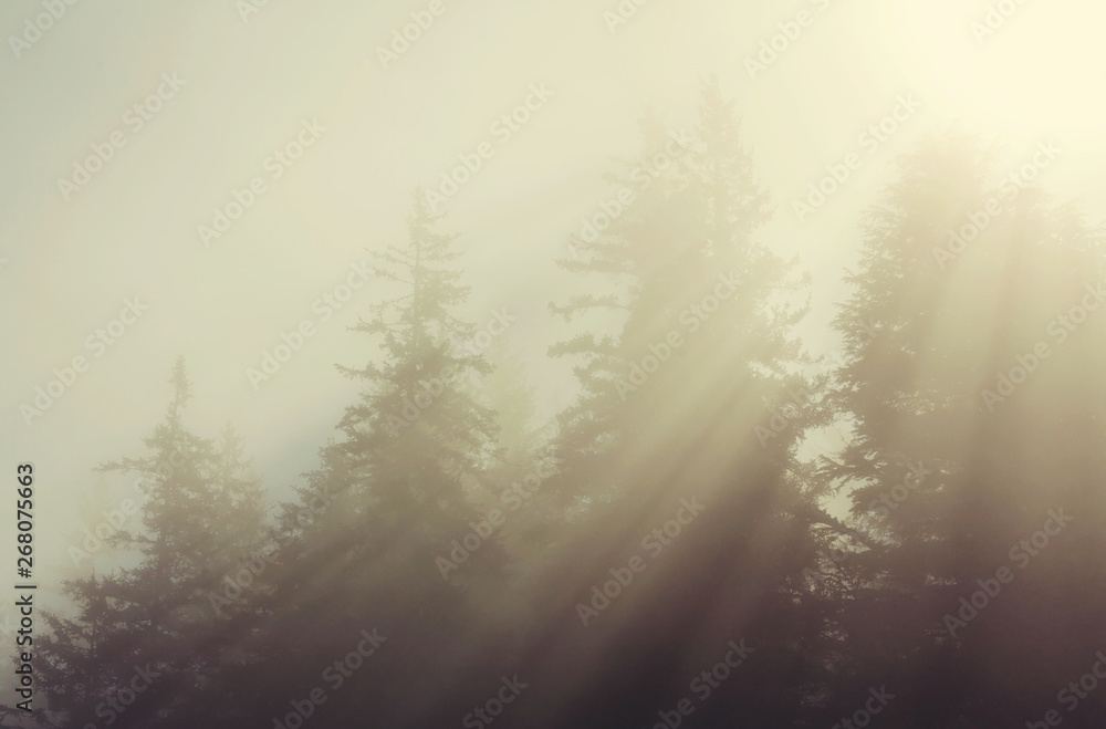 Sunny beams Sunny beams