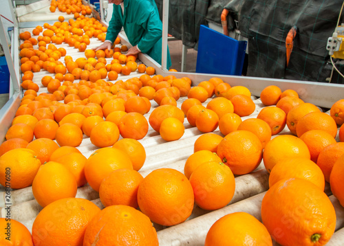 The working of citrus fruits: The manual selection of fruits: a worker ckecking oranges to reject the seconde-rate ones photo