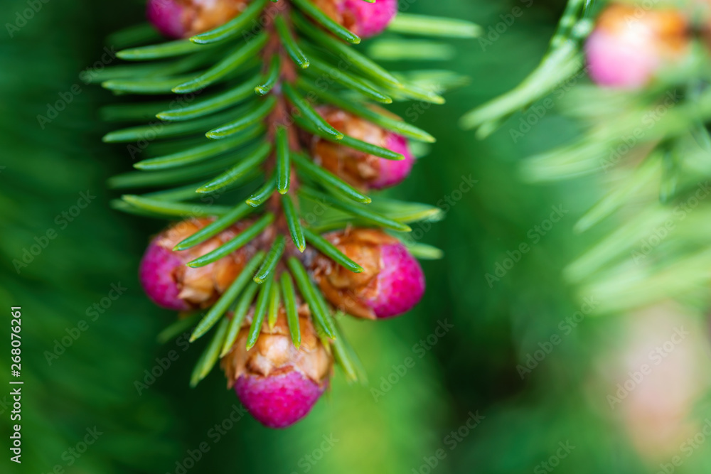 Fototapeta premium Pink escapes on brightly green branches of a fir-tree black at the beginning of spring. Soft focus. Macro.
