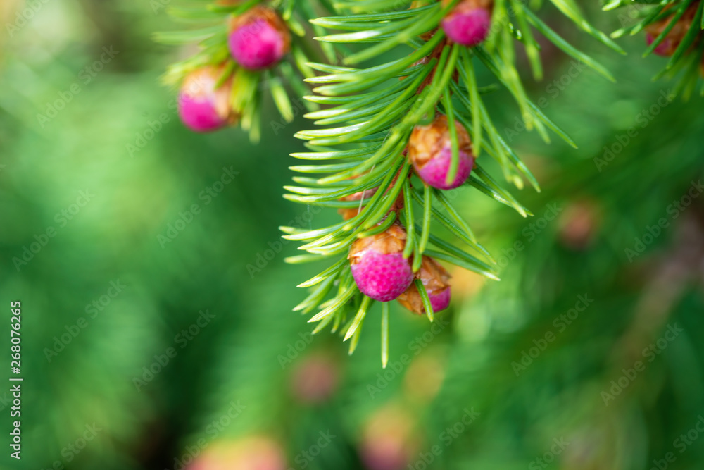 Pink escapes on brightly green branches of a fir-tree black at the beginning of spring. Soft focus. Macro.