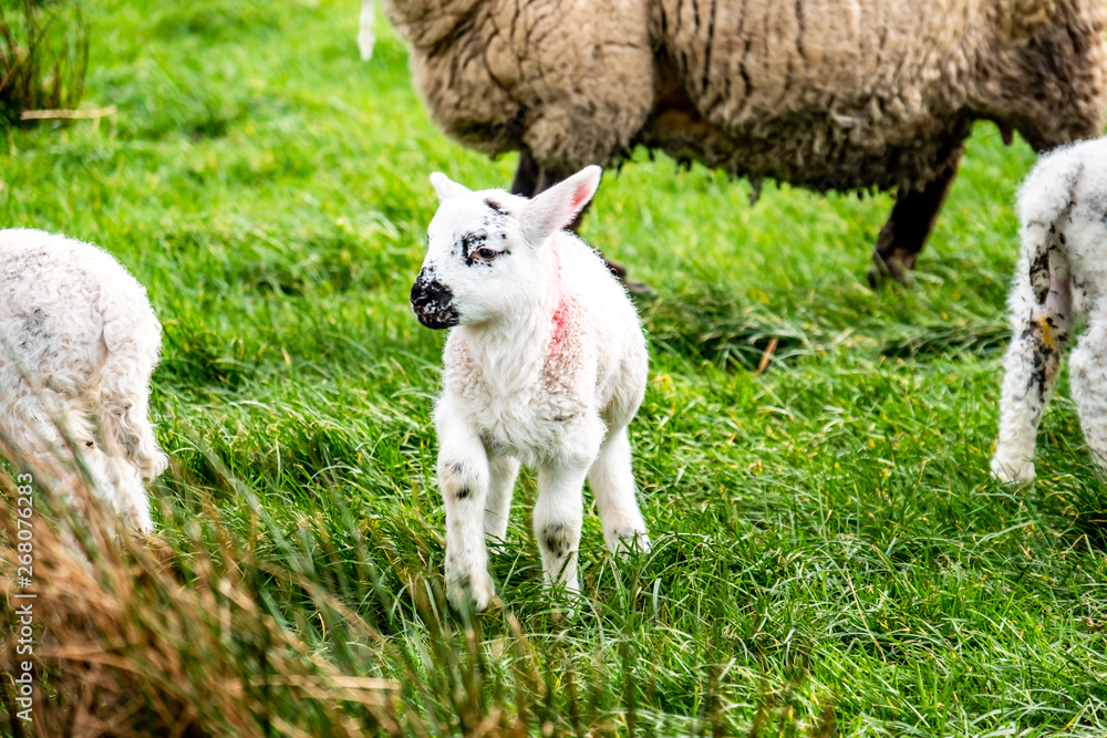 Cute little lambs grazing in a field in Ireland Cute little lambs grazing in a field in Ireland