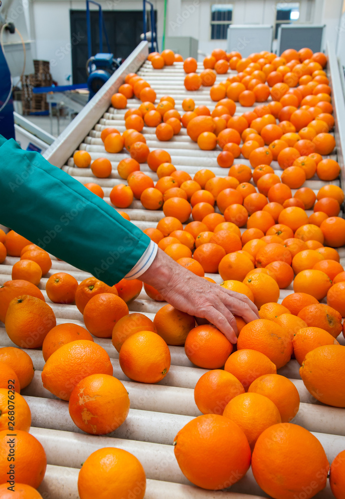 The working of citrus fruits: The manual selection of fruits: a worker ckecking oranges to reject the seconde-rate ones