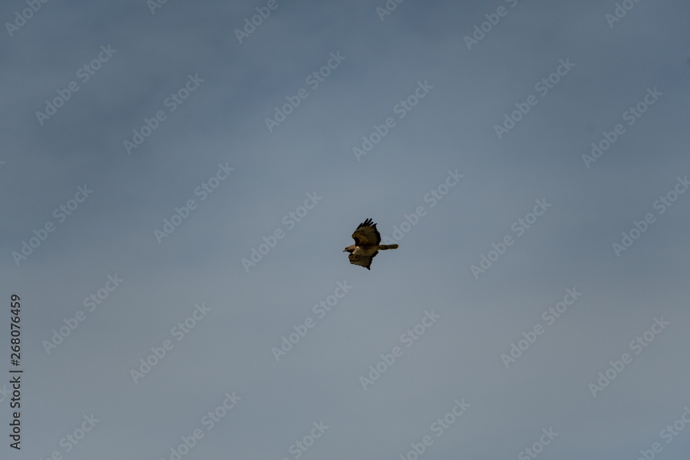 An isolated bird (hawk) gliding through the sky. Easily extracted for another picture An isolated bird (hawk) gliding through the sky. Easily extracted for another picture