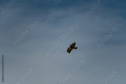 An isolated bird (hawk) gliding through the sky. Easily extracted for another picture