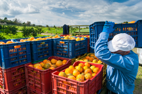 Orange harvest time: colored fruit boxes full of navel oranges in an citrus grove during harvest season in Sicily photo