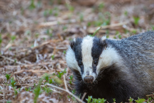 badger, meles meles, walking/moving around above sett searching for and eating food during a warm evening in spring/may in a pine-forest in Scotland.