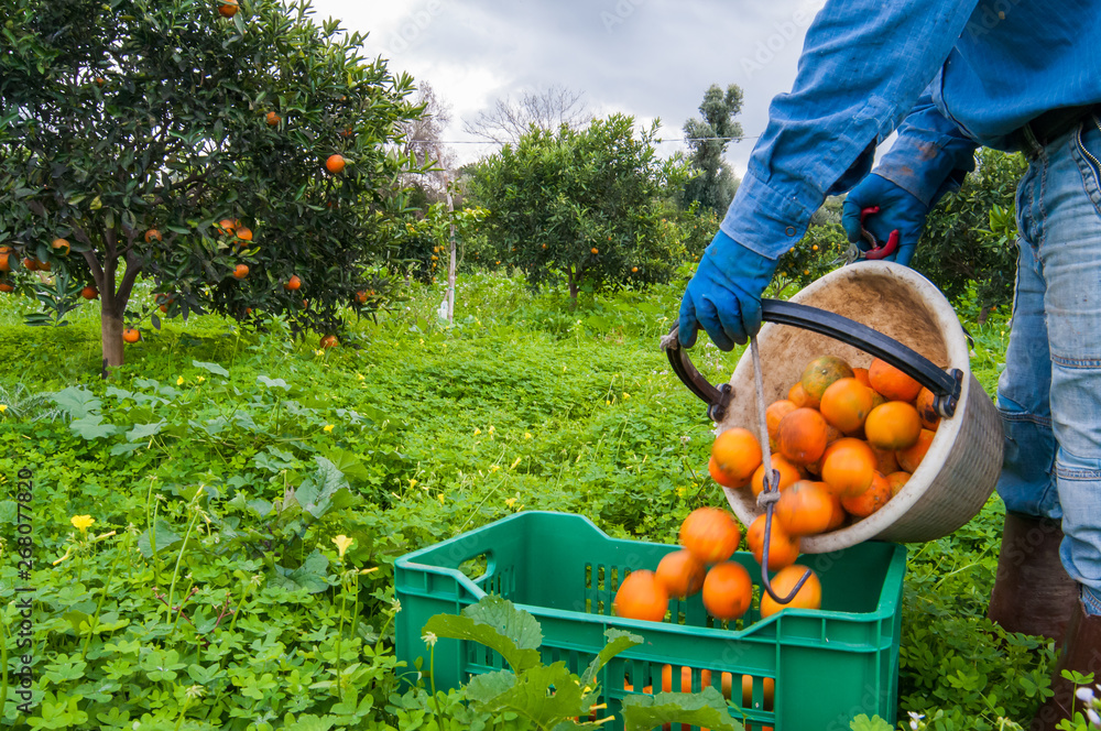 Orange picker at work while unloading a basket full of oranges in a bigger fruit box during harvest season in Sicily