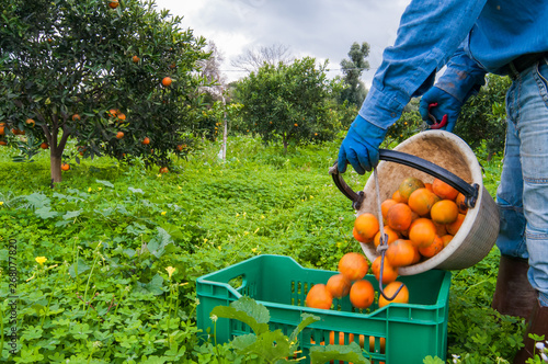 Obraz na płótnie Orange picker at work while unloading a basket full of oranges in a bigger fruit box during harvest season in Sicily w salonie