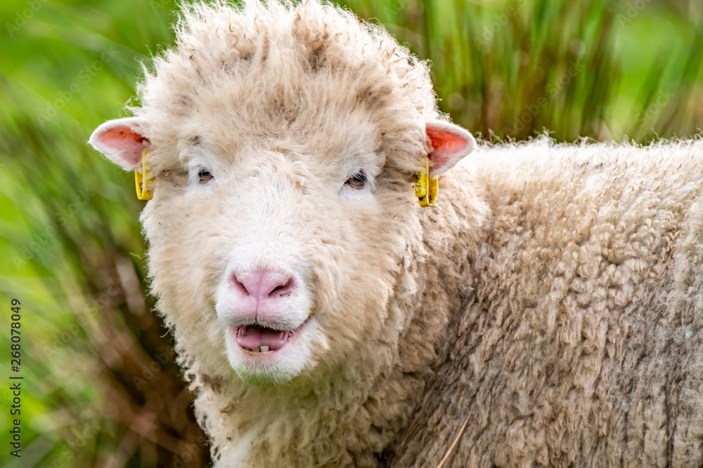 Ugly old sheep looking into the camera Ugly old sheep looking into the camera