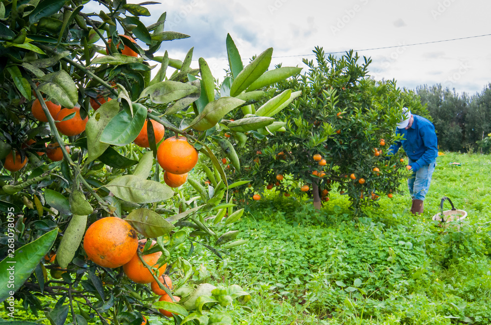 Closeup view of navel oranges on the tree of a grove during harvest time in SIcily