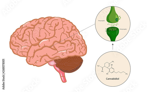 Endocannabinoid System in Brain Diagram illustration about cannabis as herbal alternative medicine and chemical therapy, healthcare and medical science vector.