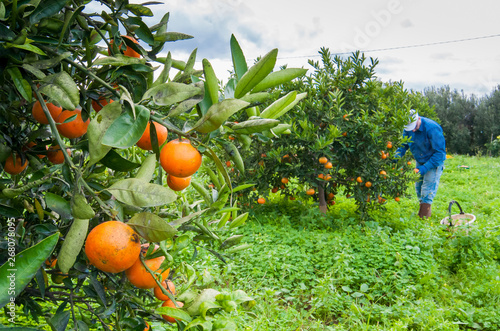 Obraz na płótnie Closeup view of navel oranges on the tree of a grove during harvest time in SIcily w salonie